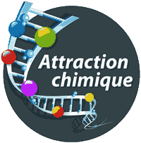 Attraction chimique